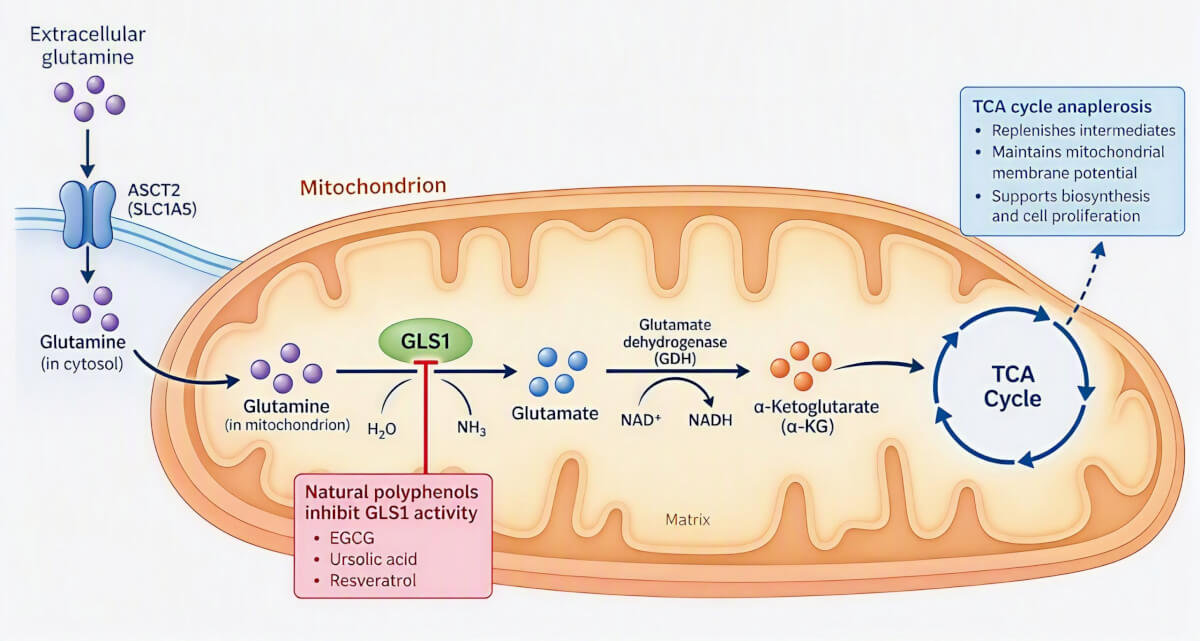 Diagram of mitochondrial glutaminolysis showing glutamine conversion to glutamate and alpha-ketoglutarate by GLS1 for TCA cycle anaplerosis.